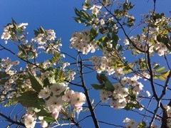 Last of the Pretty Cherry Blossom