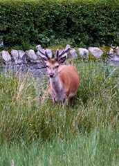 Stag at the Lochranza Campsite
