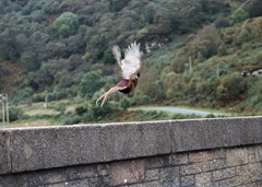 Pheasant in flight!