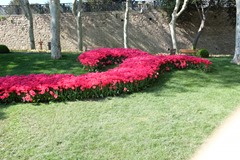 Tulips in Gulhane Park