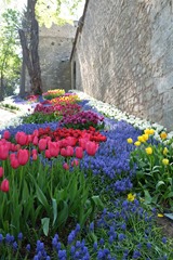 Tulips in Gulhane Park