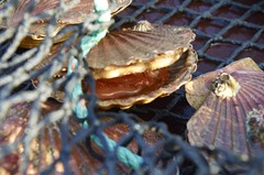 Live Scallops