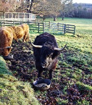 Barbara the Highland Coo