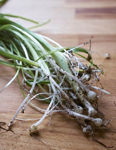 Picked Wild Garlic Picked Wild Garlic