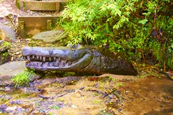 Watch out for the Crocodiles!